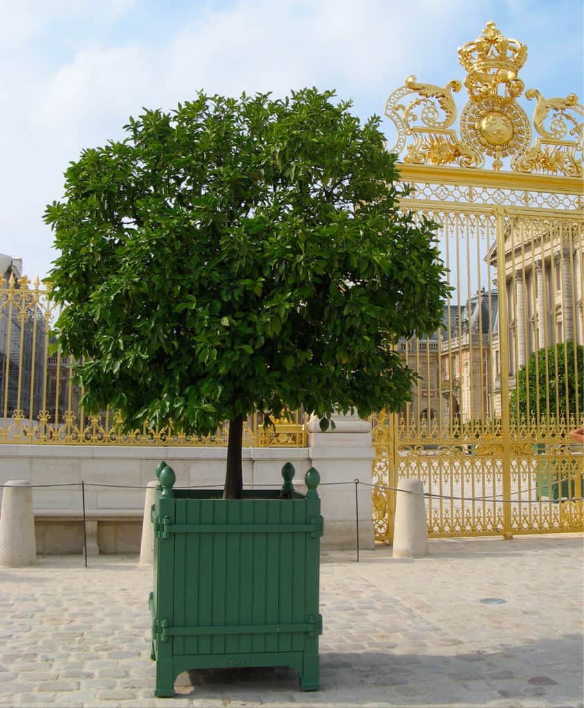 Bac à oranger du Château de Versailles par Jardins du Roi Soleil