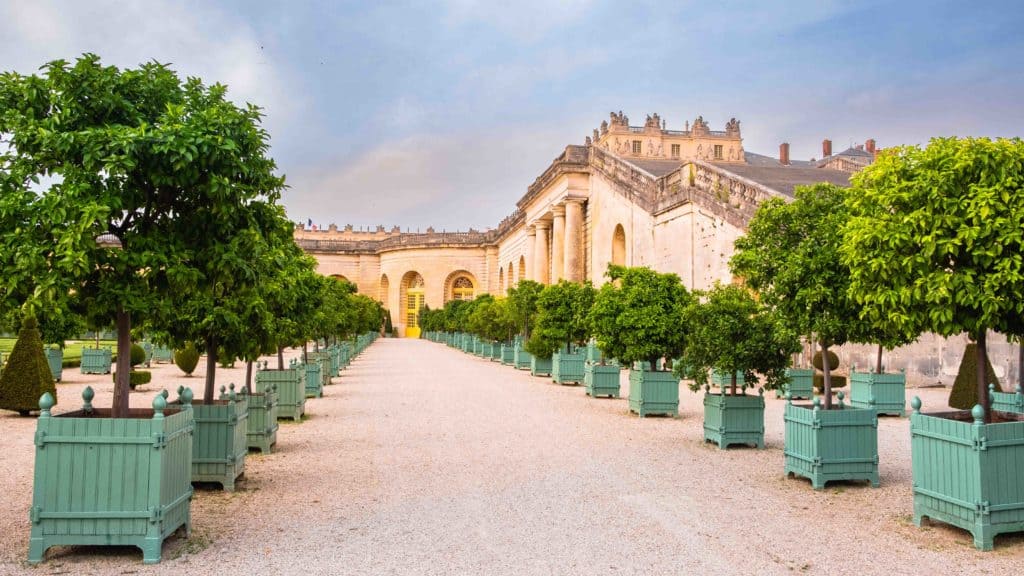 Cisses à oranger dans l'orangerie du Château de. versaolles