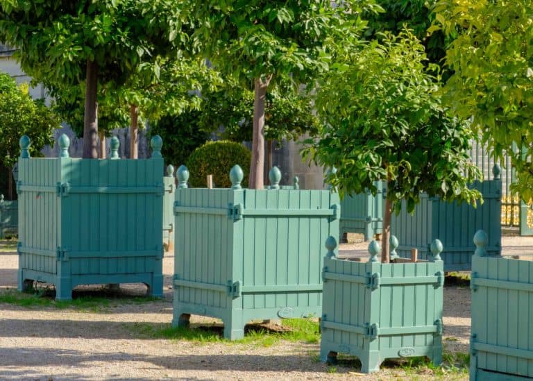 Caisse à oranger dans l'orangerie du château de Versailles