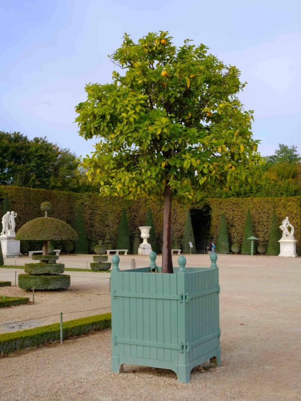 Caisse à oranger dans le parc du Château de Versailles